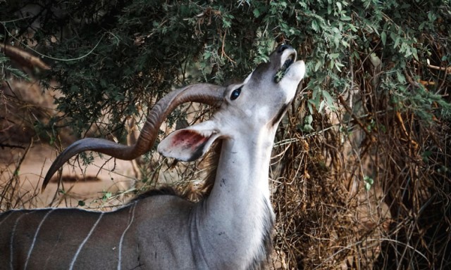 titelbild-kudu